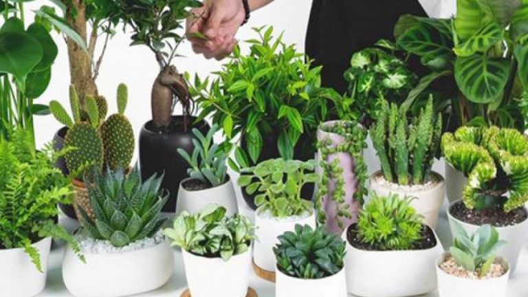 Top 5 cây phong thủy được đại gia săn lùng 2023