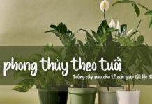 Bật mí cách trồng cây phong thủy theo tuổi 12 con giáp
