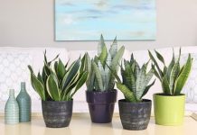 Các loại cây phong thủy để bàn trong nhà được yêu thích nhất