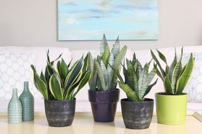 cây lưỡi hổ phong thủy được ưa chuộng trong mọi hộ gia đình