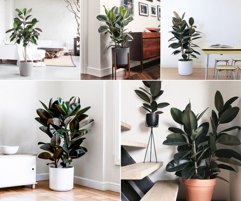 Tuổi Thìn hợp cây gì? Những cây phong thủy hợp mệnh tuổi Thìn đem đến nhiều may mắn Tuổi Thìn hợp cây gì? Những cây phong thủy hợp mệnh tuổi Thìn đem đến nhiều may mắn