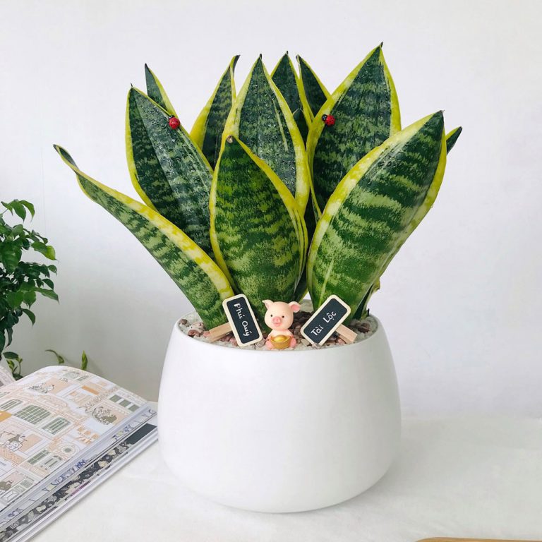 Cây phong thủy hợp với người tuổi Tý mệnh