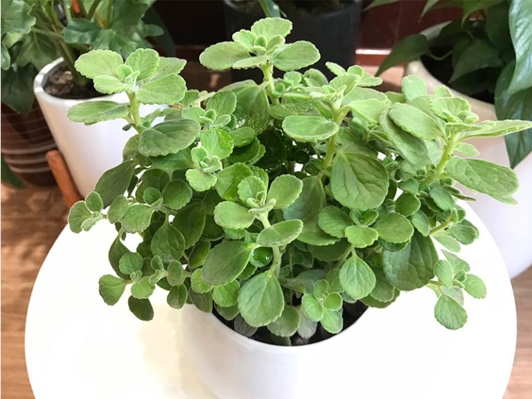 Tuổi mão hợp cây gì? Những cây phong thủy mang lại tài lộc và may mắn cho người Tuổi mão Tuổi mão hợp cây gì? Những cây phong thủy mang lại tài lộc và may mắn cho người Tuổi mão