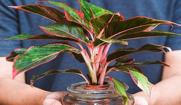 tuoi-dan-hop-cay-gi-4