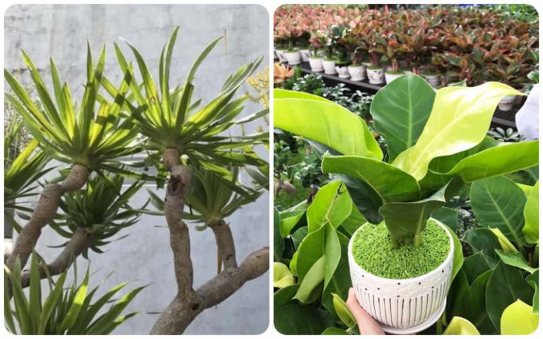 Tuổi Ngọ hợp cây gì? Tổng hợp các loại cây phong thủy tuổi Ngọ nên trồng Tuổi Ngọ hợp cây gì? Tổng hợp các loại cây phong thủy tuổi Ngọ nên trồng