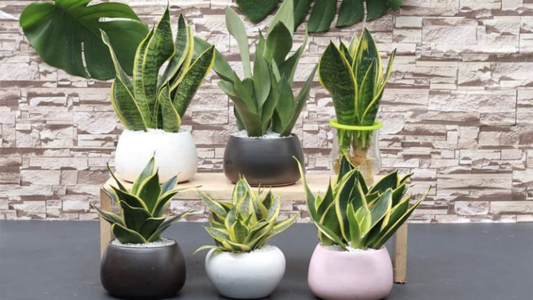 Tuổi sửu hợp cây gì? Cây phong thủy theo mệnh cho người tuổi Sửu Tuổi sửu hợp cây gì? Cây phong thủy theo mệnh cho người tuổi Sửu